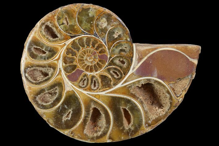 Sliced, Agatized Ammonite Fossil (Half) - Jurassic #100556